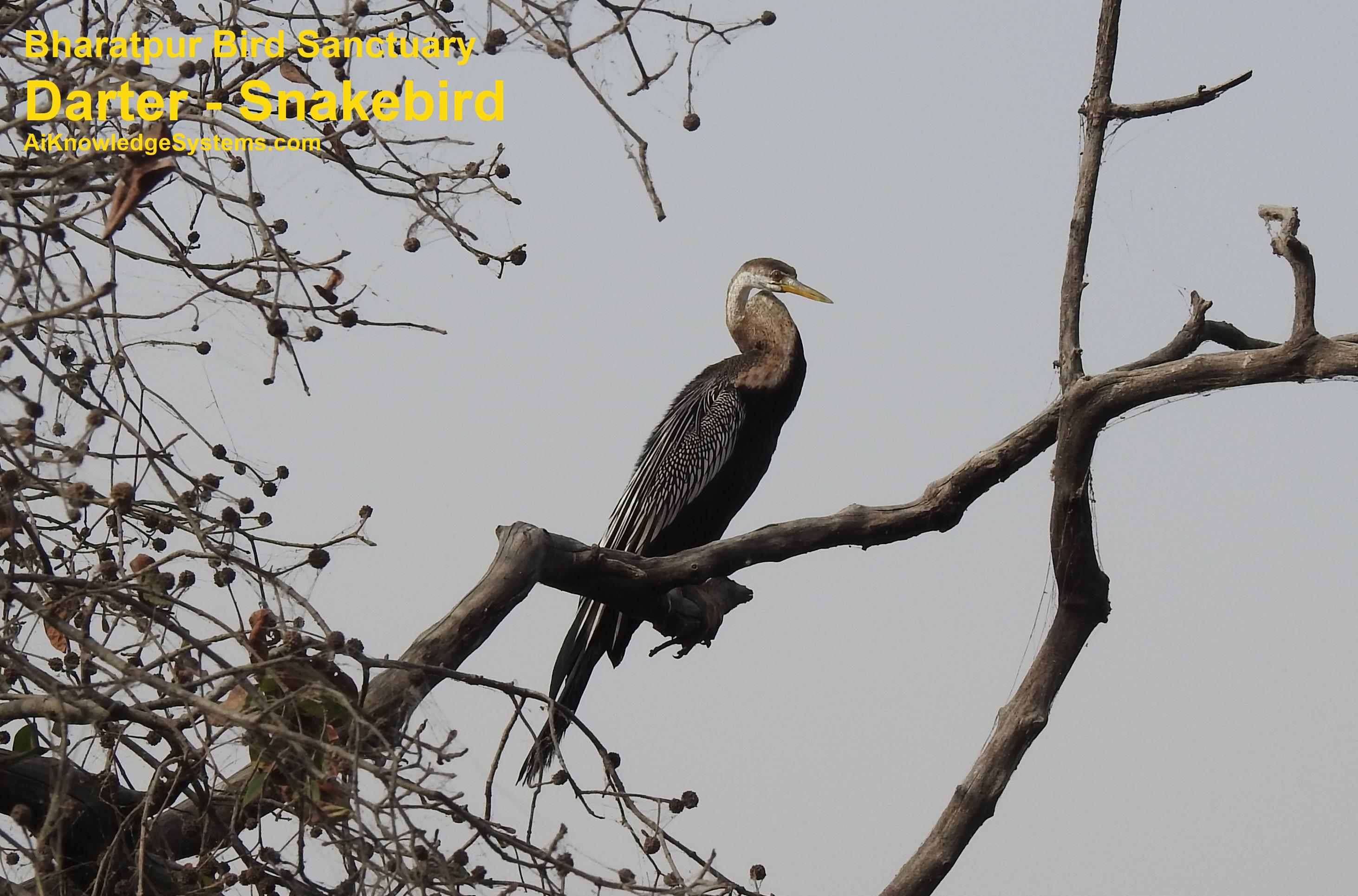 Darter - Snakebird (51) Coming Soon